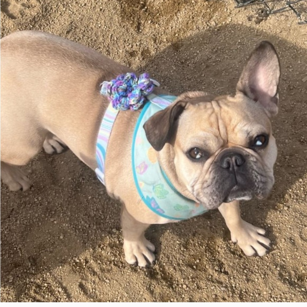 HAND CRAFTED Colorful Floral Four Crocheted Dog Collar Flowers Attachments